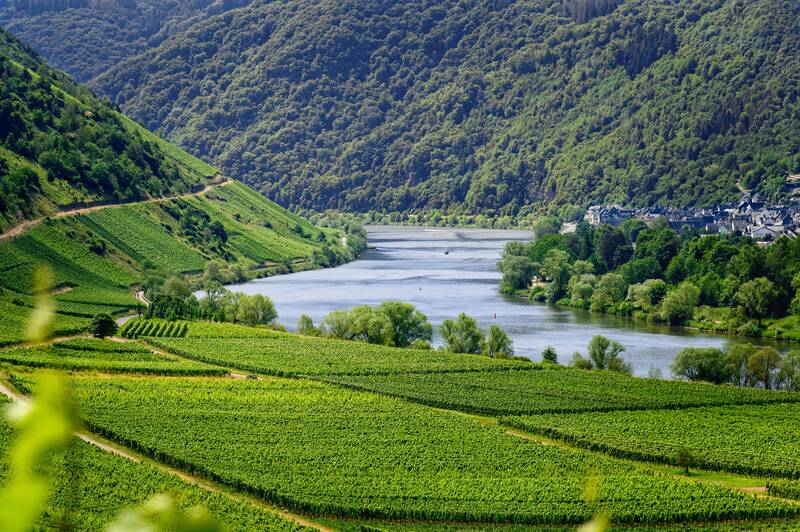 vineyards, vines, wine, moselle, flow, moselle valley, germany, water, outlook, river landscape, summer, tourism, nature, vacations, to travel, relax, homeland