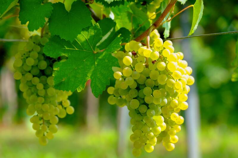 grapes, fruit, meal, vine, wine growing, fall, grapevine, healthy, wine, vitamins, cute, green, ripe, fresh, nature, viticulture, vintage, meal, wine, wine, wine, wine, wine, vintage