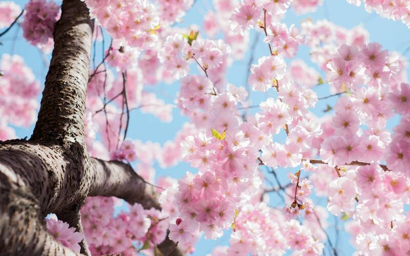 Kungsträdgården cherry blossom Love the work? buy me a coffee ☕ PayPal - a.smit@mac.com