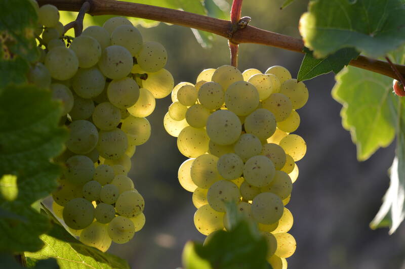 angebote/mosel-erlebnis-woche
